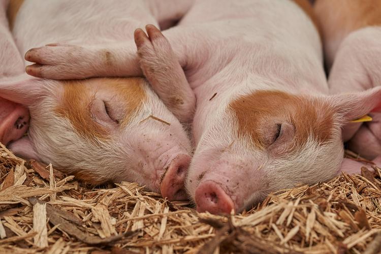 В Азии африканская чума свиней стала крупнейшей в истории