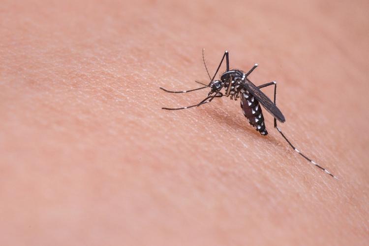 Ученый рассказал, как комары выбирают себе "жертву" для укуса