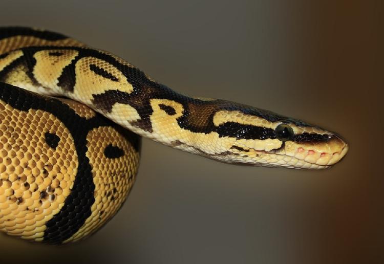 Специалист рассказал, почему содержание змей дома должно быть запрещено