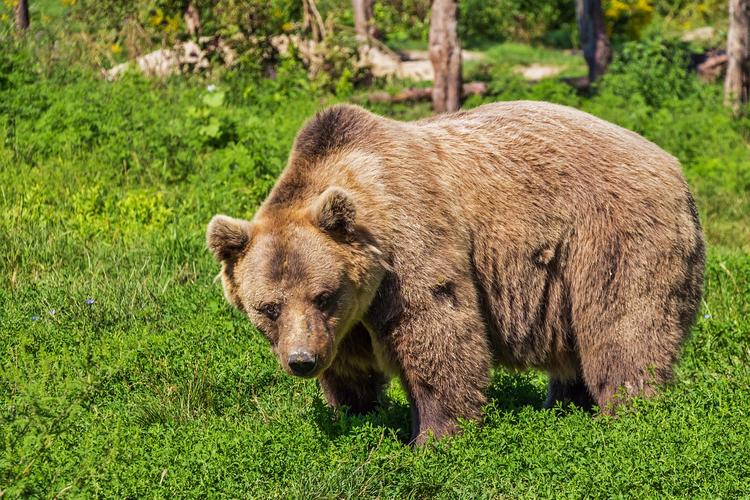В России дикий медведь отобрал шашлык у туристов