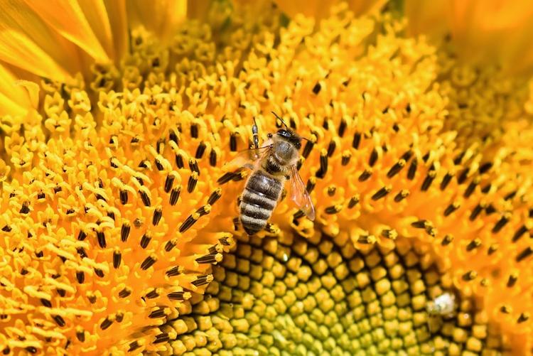 Эксперт: потери экономики России от гибели пчел могут составить триллион рублей