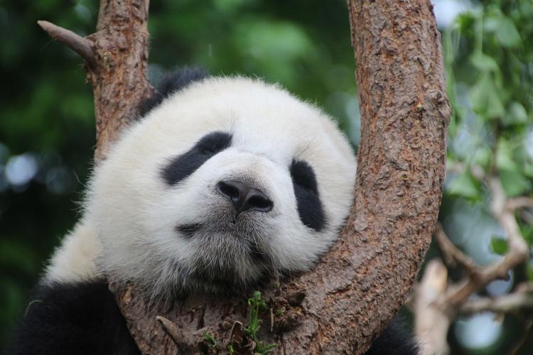 В  зоопарке туристы закидали панду камнями