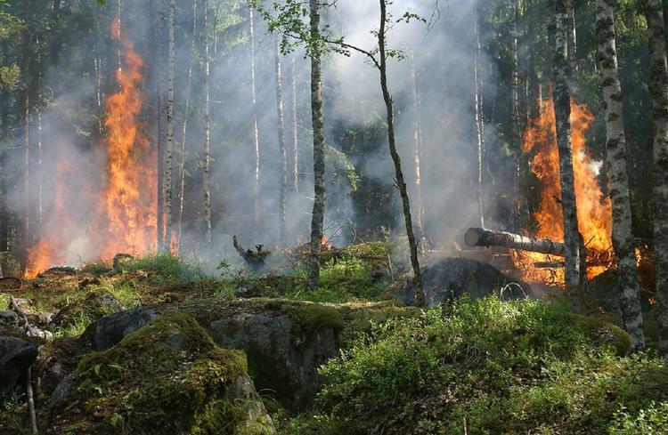 Омская область: увеличился риск появления лесных пожаров