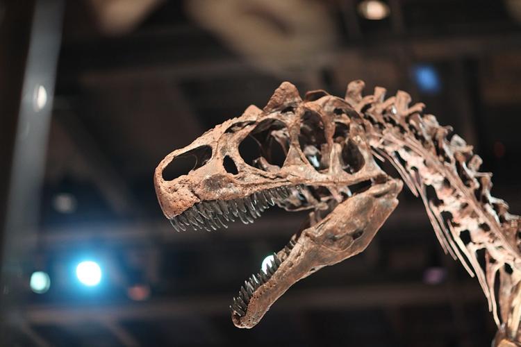 Окаменелый след тираннозавра впервые нашли в Китае