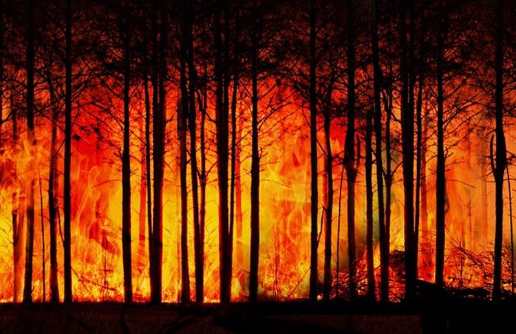 Режим ЧС из-за лесных пожаров введен в трех регионах Сибири