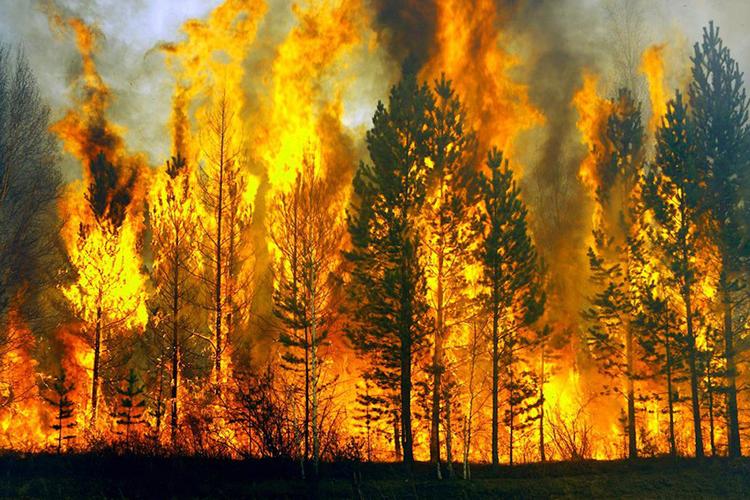 Лесные пожары можно было предотвратить