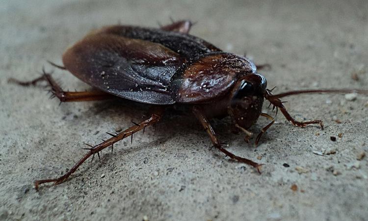 В Сочи обнаружили гигантских летающих тараканов