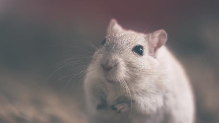 В Японии учёным разрешили вырастить эмбрион из клеток человека и мыши