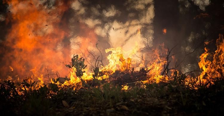 Эксперты перечислили катастрофические последствия пожаров