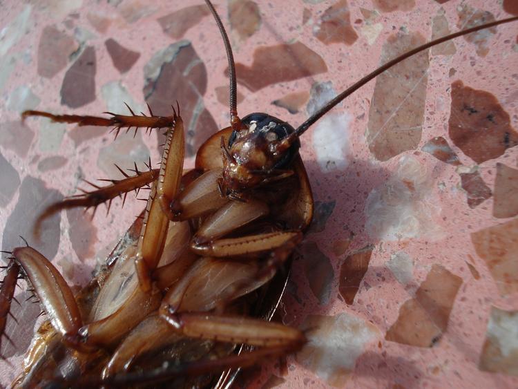Эксперт: избавиться от тараканов невозможно, но это и не нужно