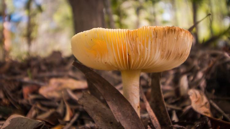 Под Воронежем шесть человек насмерть отравились грибами