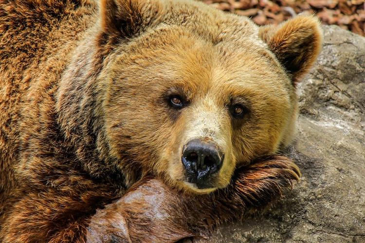 На Камчатке 70 медведей "взяли в осаду" популярный туристический маршрут