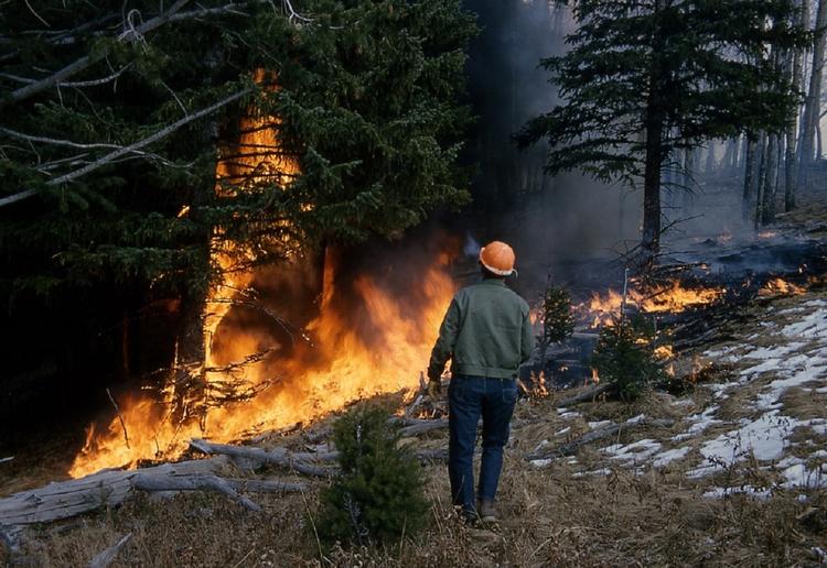 Эксперты назвали решение проблемы лесных пожаров в Сибири