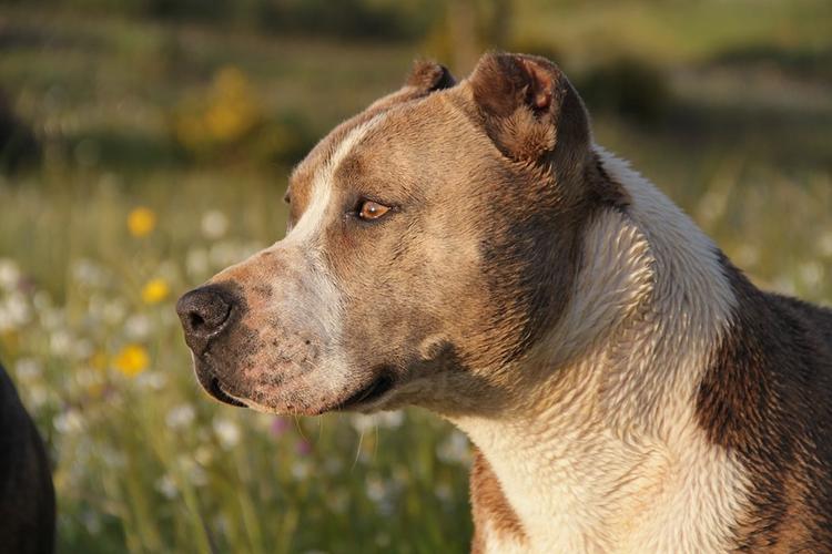 В России может быть введен штраф за выгул "опасных" собак без намордника
