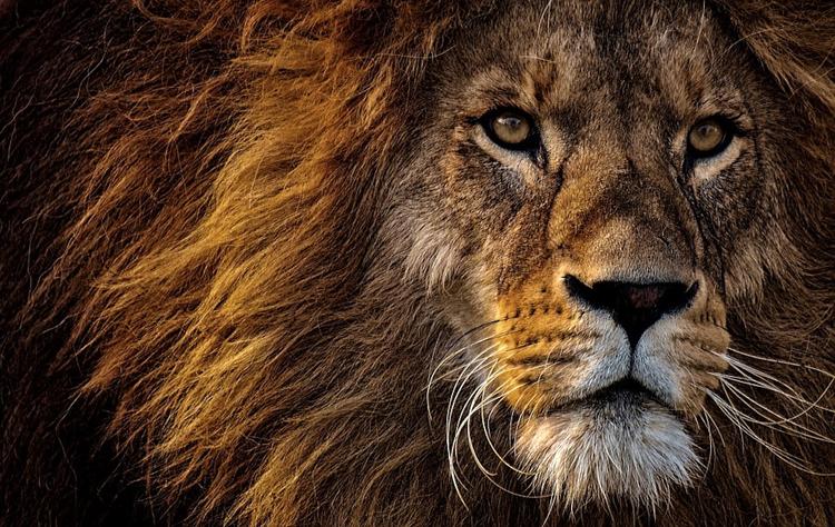 Ученые подсчитали количество львов в Африке