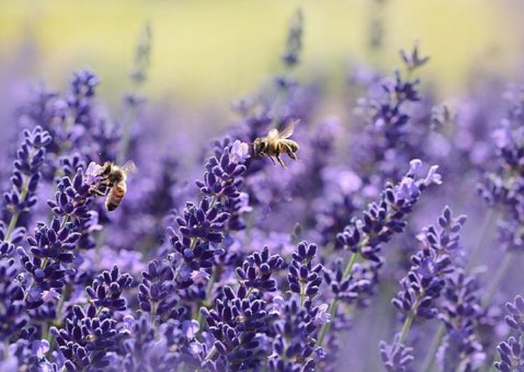 В Бразилии погибли 500 миллионов пчел