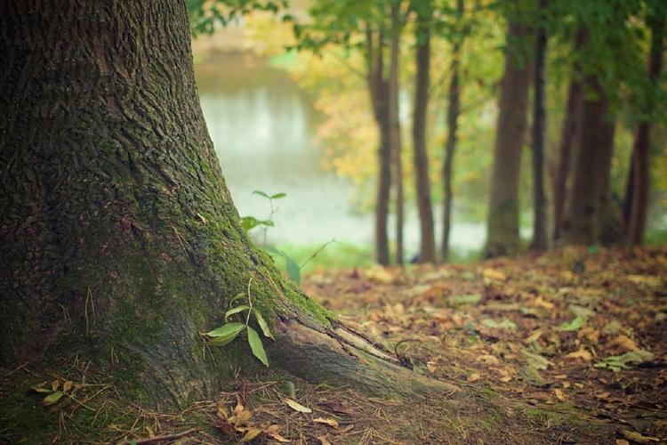 В Московской области эксперты рассказали, что собирать в лесу, чтобы всегда быть здоровым