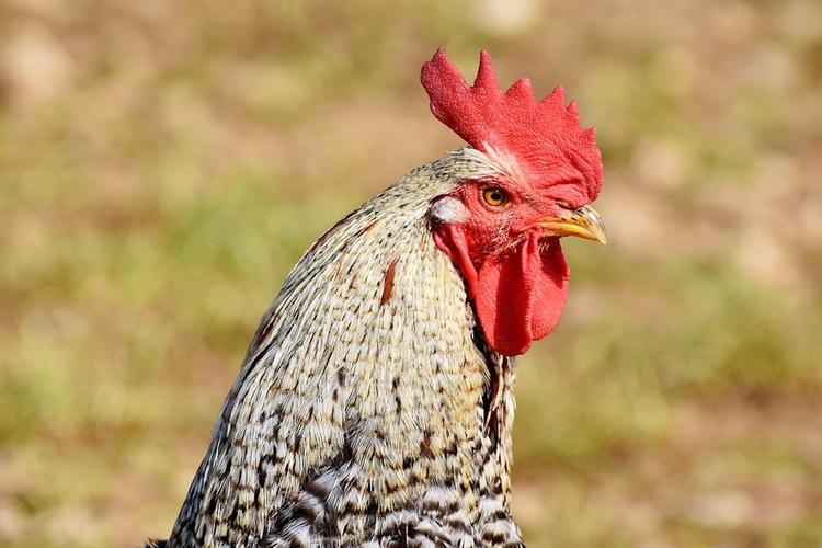 В Австралии петух убил хозяйку, которая собирала куриные яйца