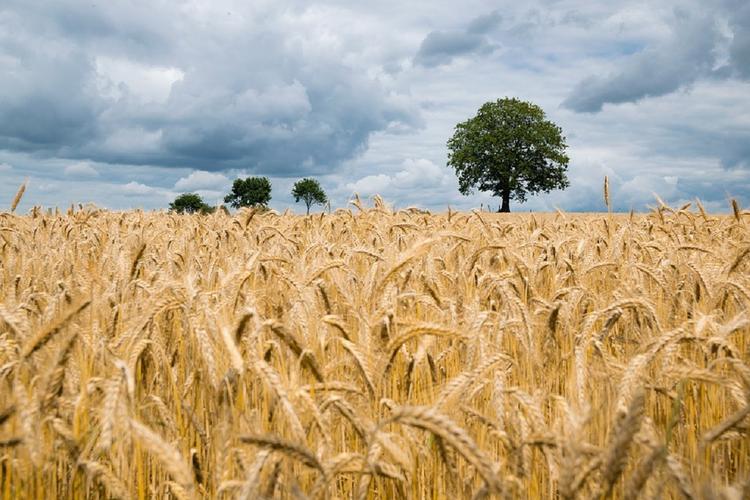 Московская область: урожайность кормовых культур повысилась в 2019 году