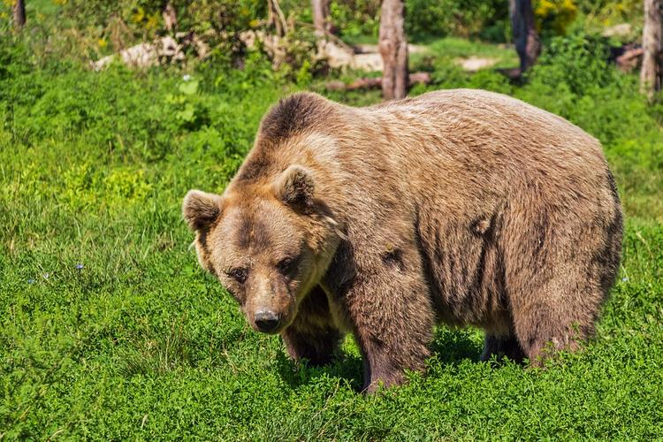 В  ХМАО на мужчину и женщину в лесу вышел медведь. Мужчина быстро убежал