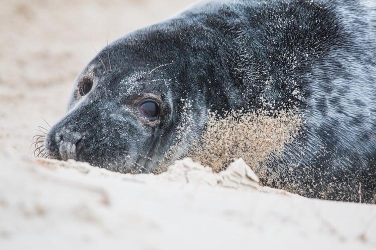 Ученые изучают аномальную смертность тюленей на Аляске