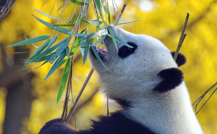 В Китае генетики намерены клонировать панд