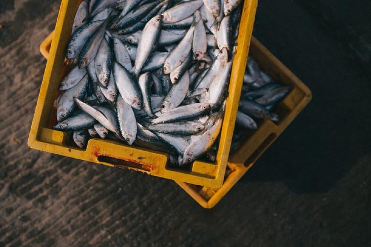 Камчатка: экспорт морепродуктов вырос на четверть