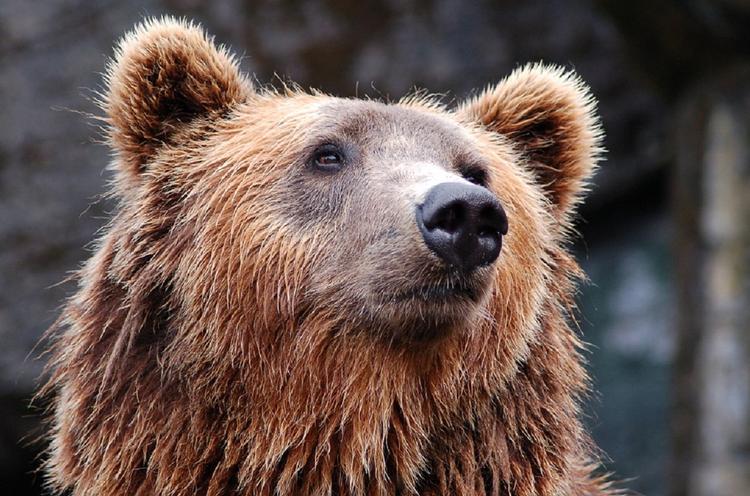 Сахалин: медведь забрел на центральную улицу города Оха