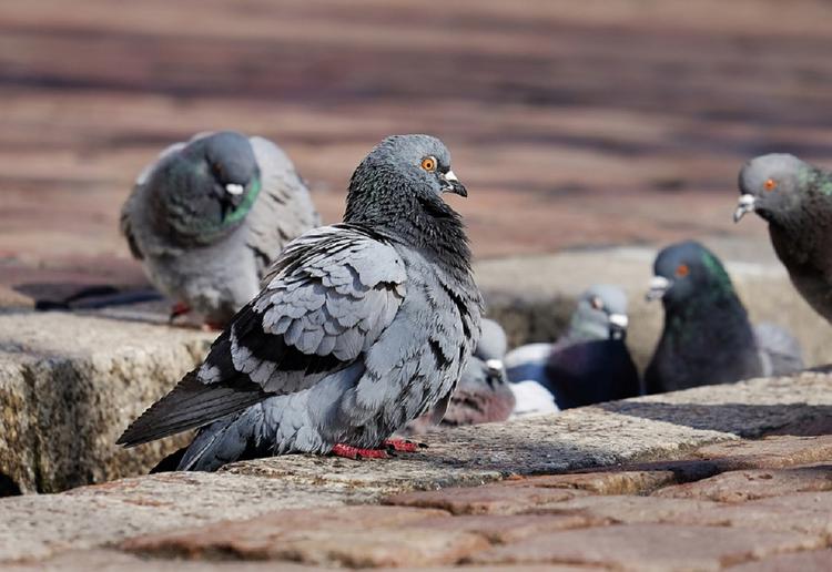 Казань: установлена причина массовой гибели голубей