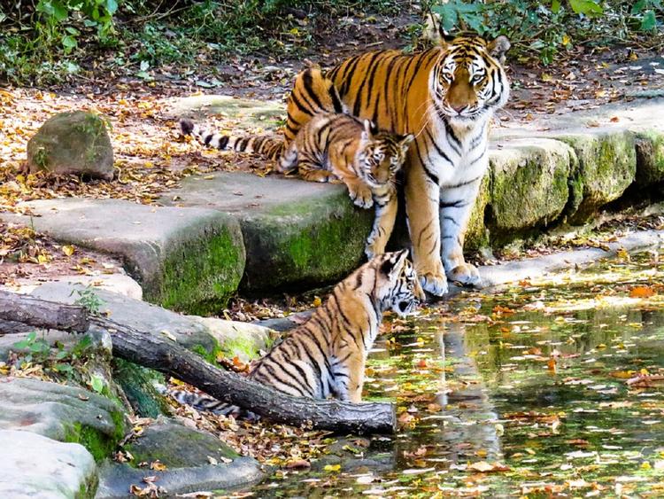 В Крыму появились на свет четыре редких амурских тигренка