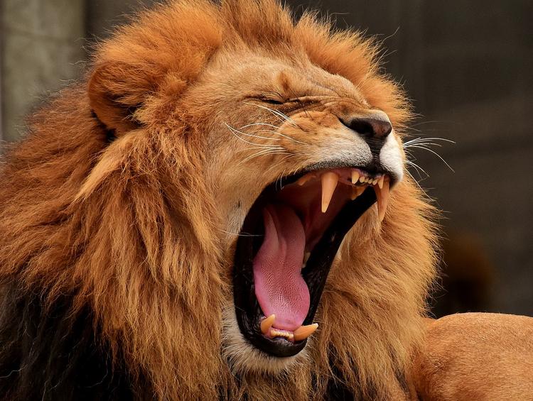 Посетительница зоопарка залезла в вольер подразнить льва