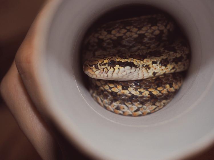 Ветеринары: змея - идеальное домашнее животное для любителей спокойствия и тишины