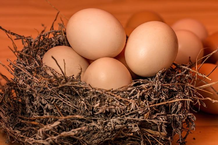 Специалисты рассказали, что цвет птичьих яиц зависит от климата