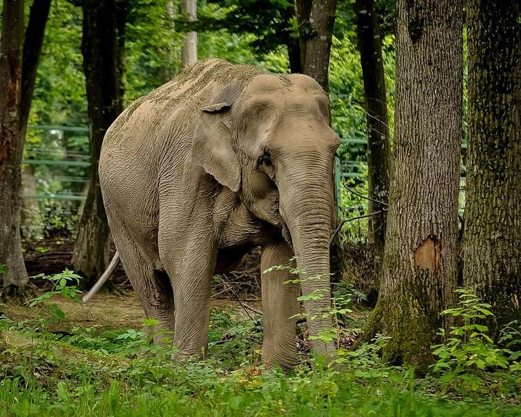 В Индии слон напал на людей, пятеро погибших