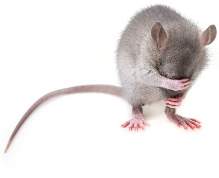 В Великом Новгороде  используют крысу для обнаружения рака у пациентов
