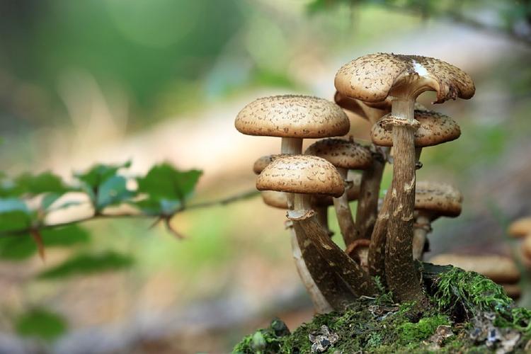 Исследователи рассказали, от каких болезней защищают грибы