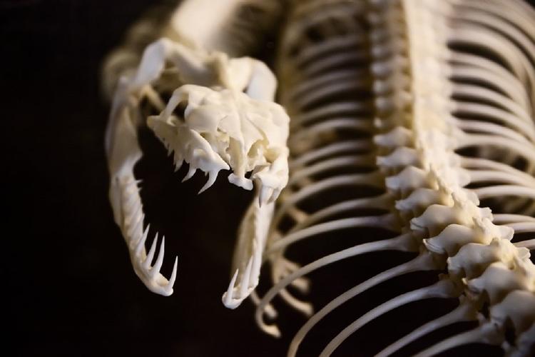 В Греции палеонтологи нашли останки неизвестных науке змей