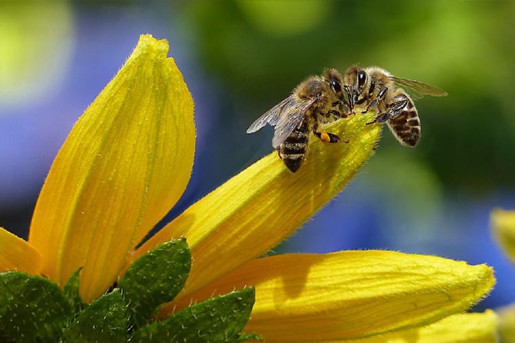 Ученые: ЛЭП делают пчел глупее и агрессивнее