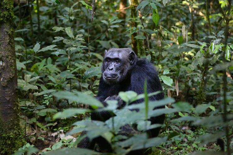 В Уганде шимпанзе похищают человеческих детей