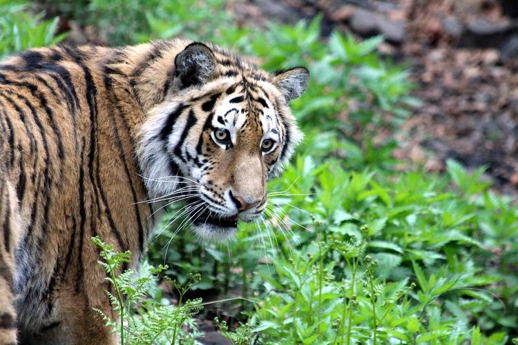 В Оренбурге возбудили дело после попытки местного жителя украсть тигра из зоопарка