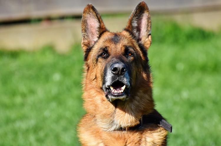 В Забайкалье полицейский-кинолог при помощи собаки спас потерявшуюся пенсионерку