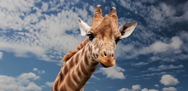 В Южной Африке сторожевой пес взял опеку над потерявшим мать детёнышем жирафа