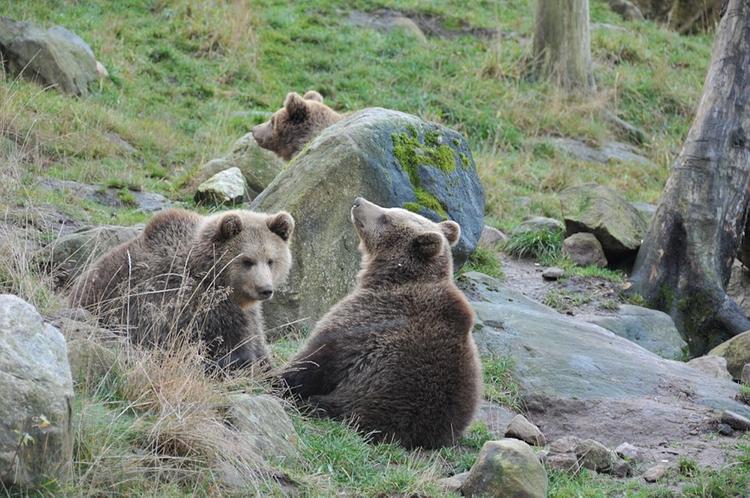 В Японии поймали семейство медведей, которые решили перезимовать в поликлинике