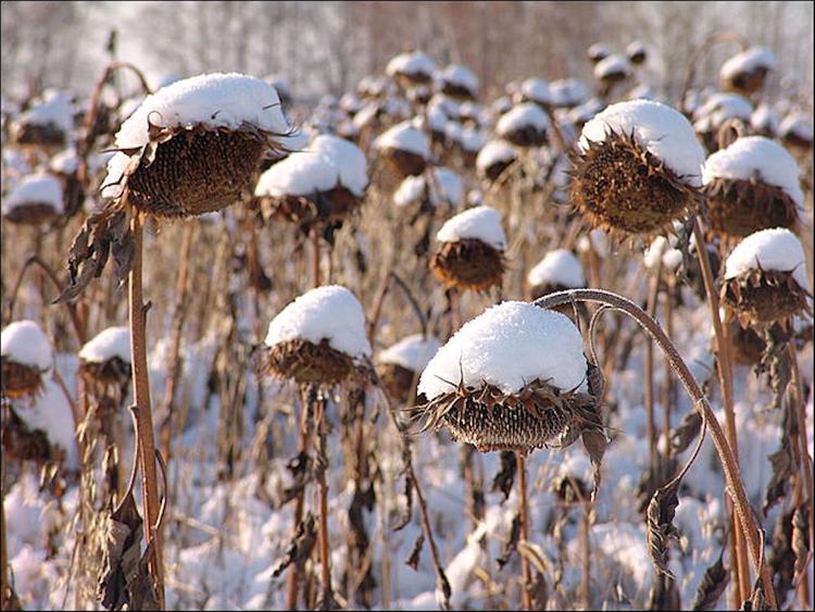 Климатические изменения превращают США в Россию