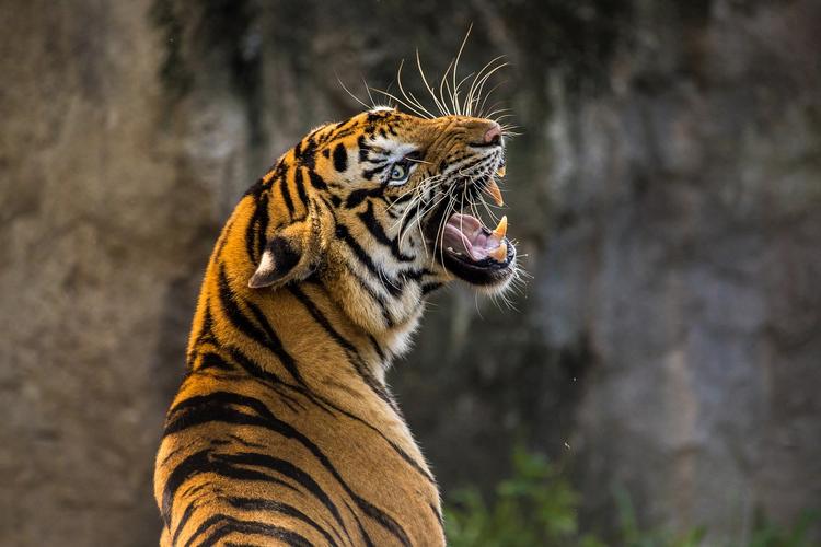 В Татарстане умер тигренок, обнаруженный в нарколаборатории