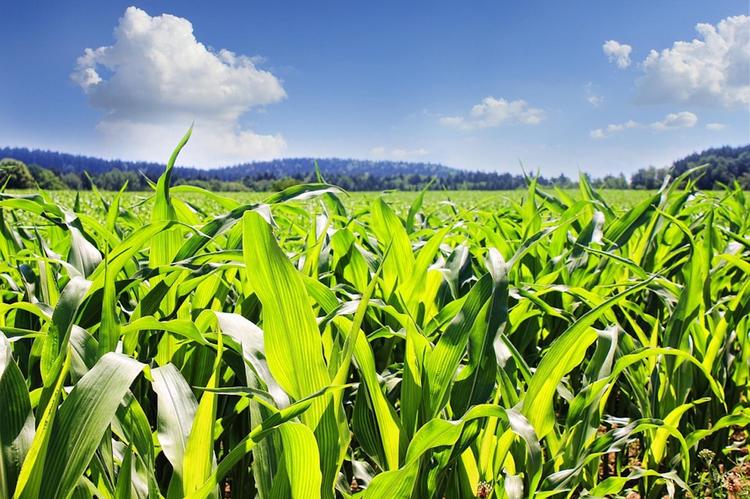 Самолет совершил аварийную посадку на кукурузное поле – на сей раз в Аргентине