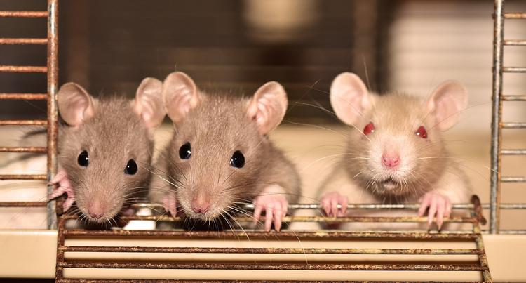 Кому стоит завести крысу в качестве домашнего любимца?