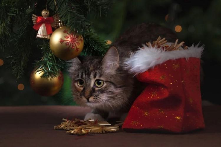 Новогодние чудеса: пропавшие в США и Британии коты и кошки вернулись домой
