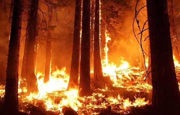 Власти Австралии признали неэффективность своих действий в борьбе с лесными пожарами