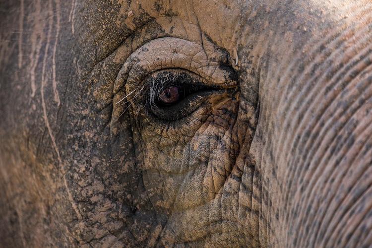 Тайские школьники на слонах провели марш скорби по погибшим австралийским животным